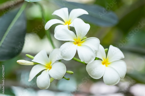 Plumeria flower in the garden with nature background to create a beautiful