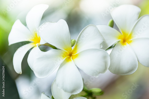Plumeria flower in the garden with nature background to create a beautiful