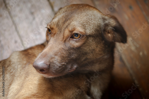Fotografie Portrait of a purebred red dog in a country house