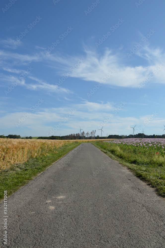 Path between grain field and poppy field in Kalletal, Germany