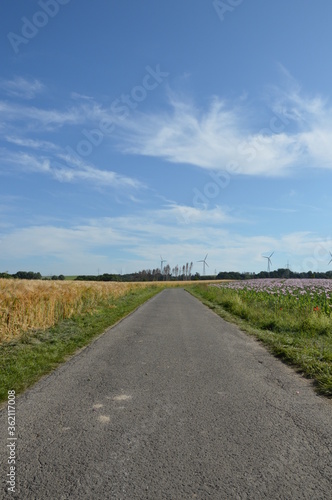 Path between grain field and poppy field in Kalletal  Germany