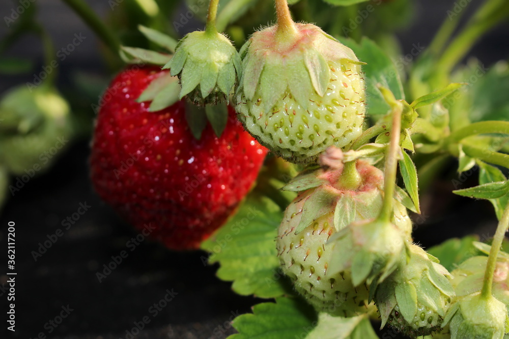 beautiful photo of strawberries growing in the garden beautiful photo of strawberries growing in the garden