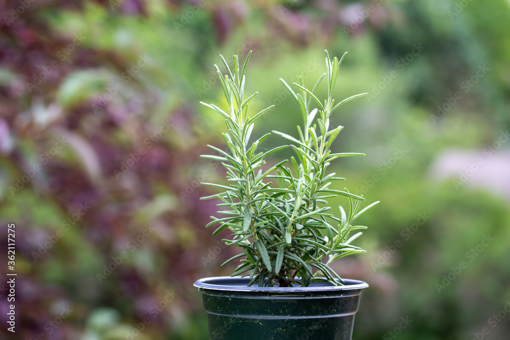 Close up view of a small potted rosemary herb plant with defocused outdoor background Close up view of a small potted rosemary herb plant with defocused outdoor background