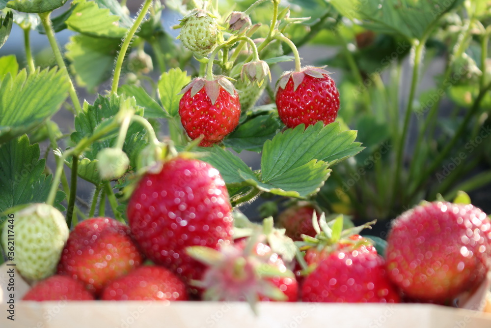 beautiful photo of strawberries growing in the garden beautiful photo of strawberries growing in the garden