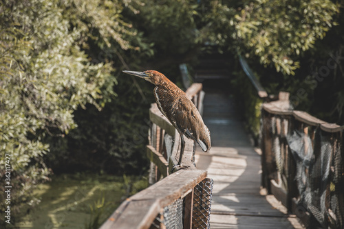 A bird in the ecological reserve in Buenos Aires, Argentina photo