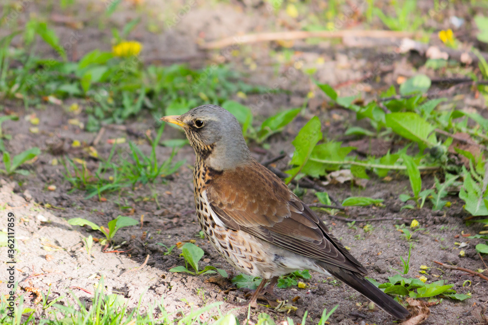 Starling is looking for food for chicks. Bird in the city. Starling is looking for food for chicks. Bird in the city.