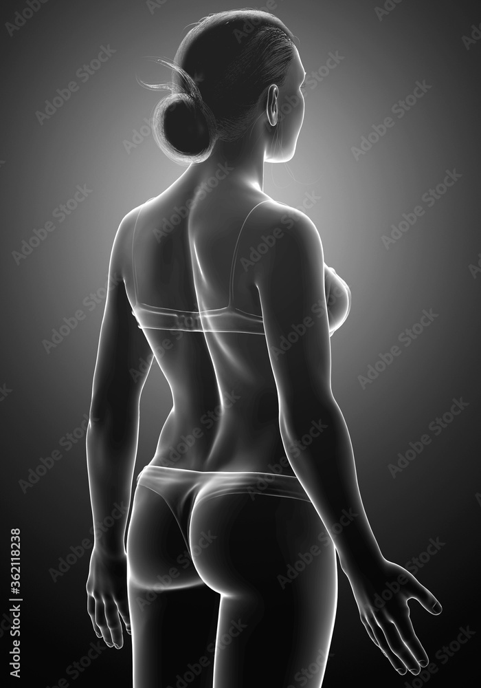 Naklejka premium 3d rendered illustration of the female body