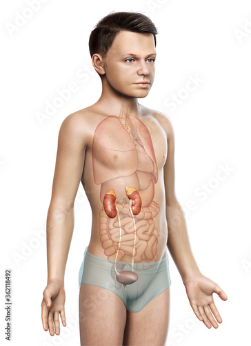 3d rendered, medically accurate illustration of the young boy kidneys anatomy