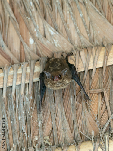 Closeup of a bat hanging from a roof at its roost in a cabin in the tropical rainforest, Peru