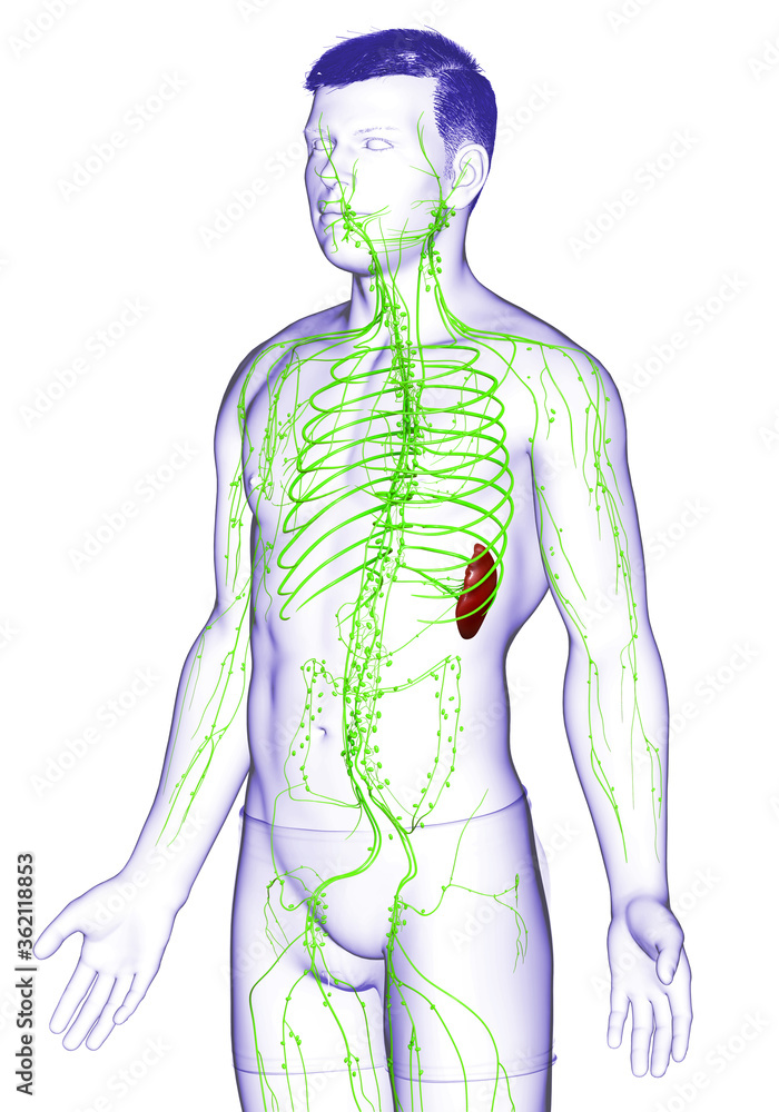 3d rendered medically accurate illustration of a male lymphatic system