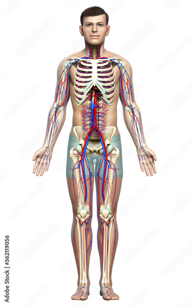3d rendered medically accurate illustration of the male circulatory and skeleton system 3d rendered medically accurate illustration of the male circulatory and skeleton system