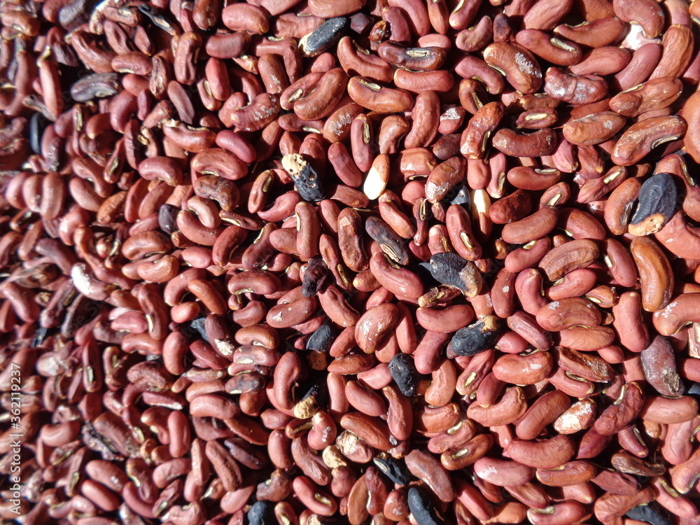 Long bean seeds with a natural background. The seeds are on drying process Long bean seeds with a natural background. The seeds are on drying process