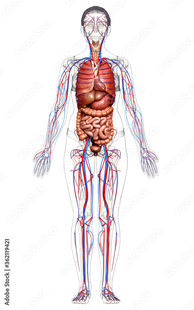 3d rendered medically accurate illustration of female Internal organs and circulatory system 3d rendered medically accurate illustration of female Internal organs and circulatory system