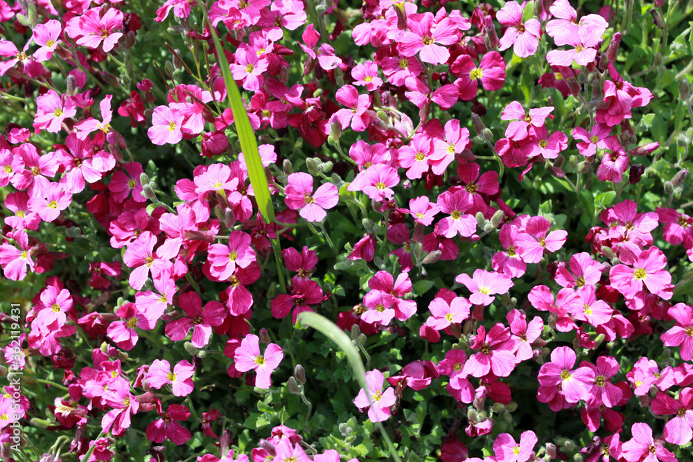 Fototapeta premium Aubriète