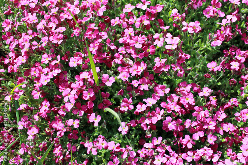 Aubriète Aubriète