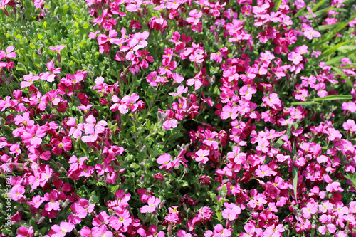 Aubriète rose © CenedraBarak