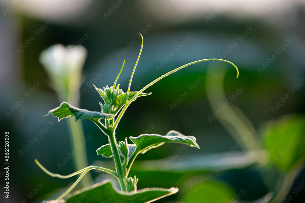 fresh branch of Calabash guard fresh branch of Calabash guard
