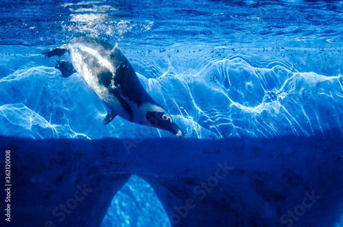 penguin diving into the water