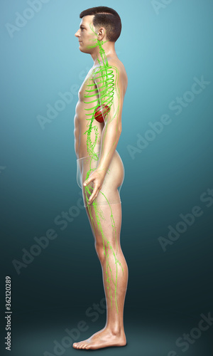 3d rendered medically accurate illustration of a male lymphatic system