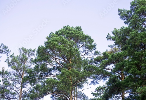 Large crowns of pine trees