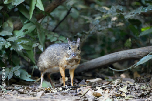 Closeup adult mouse-deer, low angle view, front shot, walking to explore food near the fallen branch in nature of tropical dense forest, the national park in lower central region of Thailand.