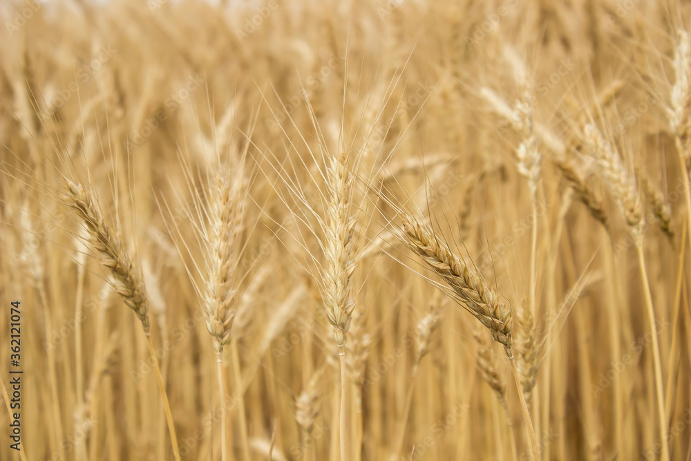 young ripe wheat in the field Ukraine young ripe wheat in the field Ukraine