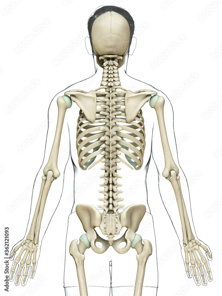 3d rendered, medically accurate illustration of a male skeleton system 3d rendered, medically accurate illustration of a male skeleton system