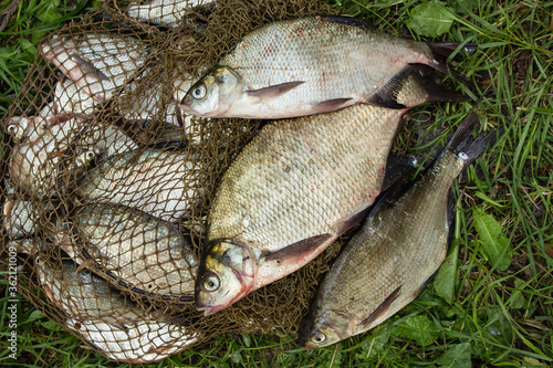 catch of river fish from the splinter: bream, crucian carp, rudd, roach 