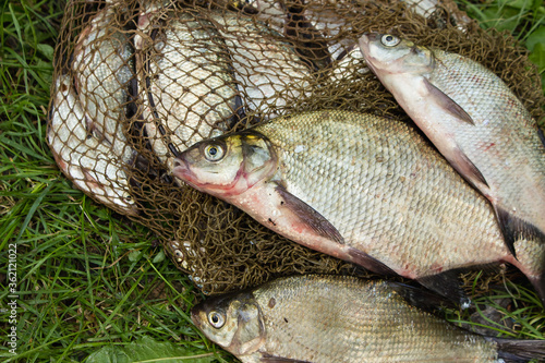 catch of river fish from the splinter: bream, crucian carp, rudd, roach 