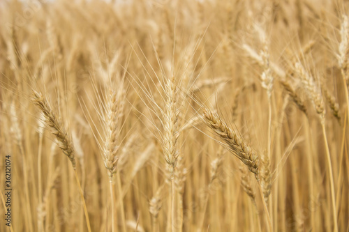 young ripe wheat in the field Ukraine © Nastia