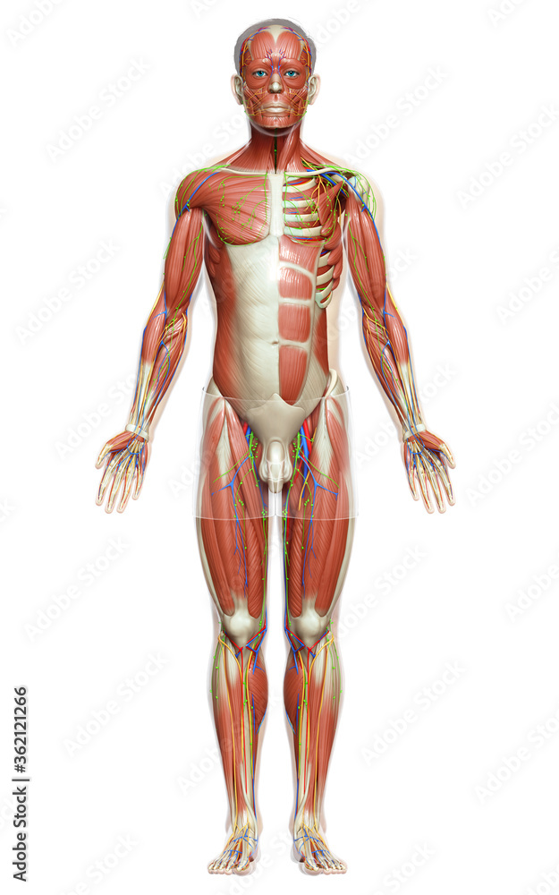 3d rendered medically accurate illustration of a female muscle system 3d rendered medically accurate illustration of a female muscle system
