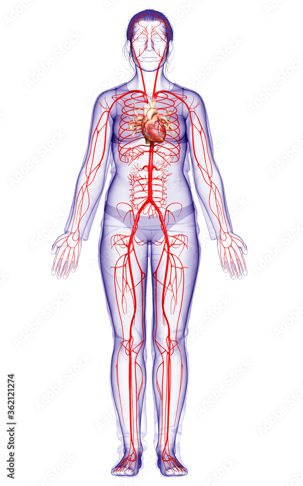 3d rendered medically accurate illustration of Female arteries 3d rendered medically accurate illustration of Female arteries