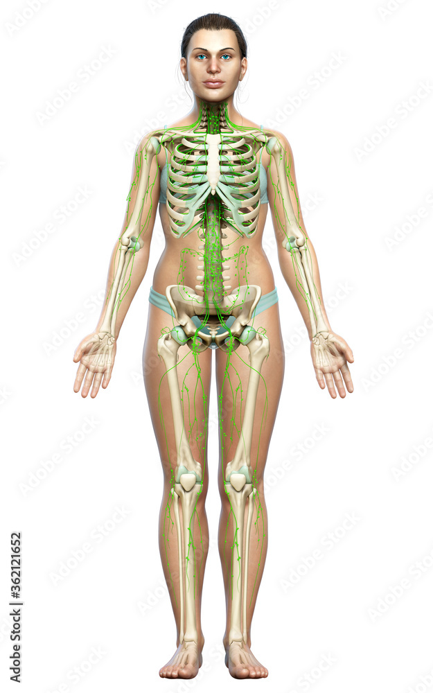 3d rendered medically accurate illustration of a female lymphatic system 3d rendered medically accurate illustration of a female lymphatic system