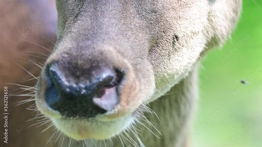 Red deer female is watching, head portrait with flys, summer, (cervus elaphus), germany Red deer female is watching, head portrait with flys, summer, (cervus elaphus), germany