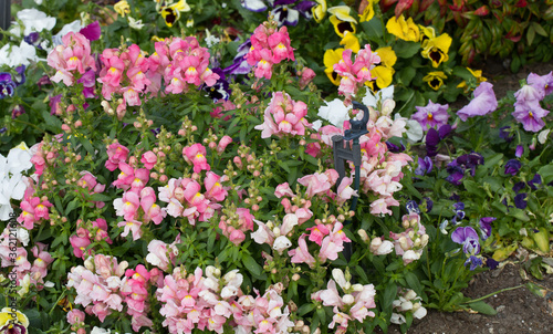 Garden bed of mixed flowers in suburbia  George South Africa - not for nothing known as the Garden Route of South Africa