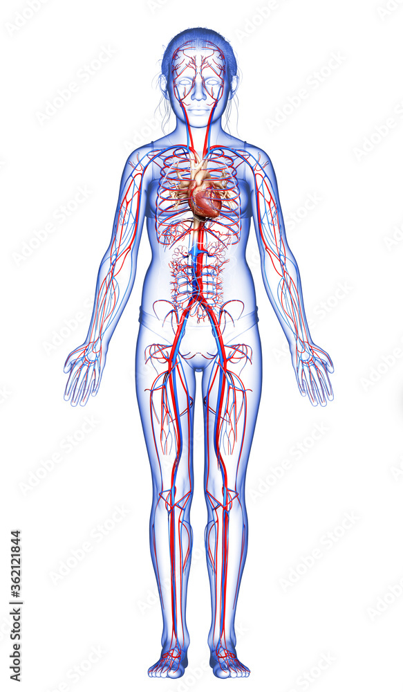 3d rendered medically accurate illustration of the young girl heart 3d rendered medically accurate illustration of the young girl heart