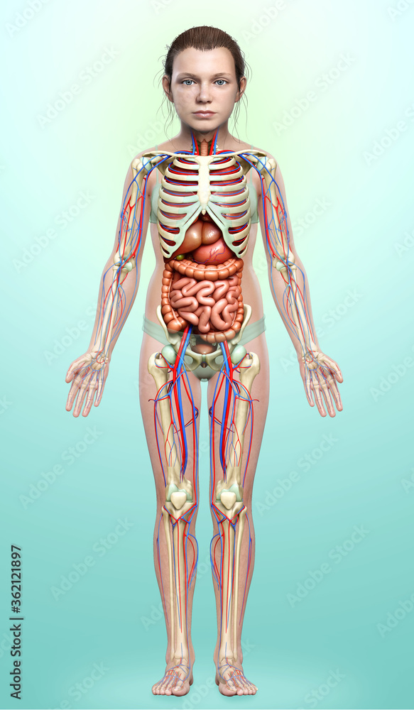 3d rendered medically accurate illustration of girl Internal organs and skeleton system 3d rendered medically accurate illustration of girl Internal organs and skeleton system