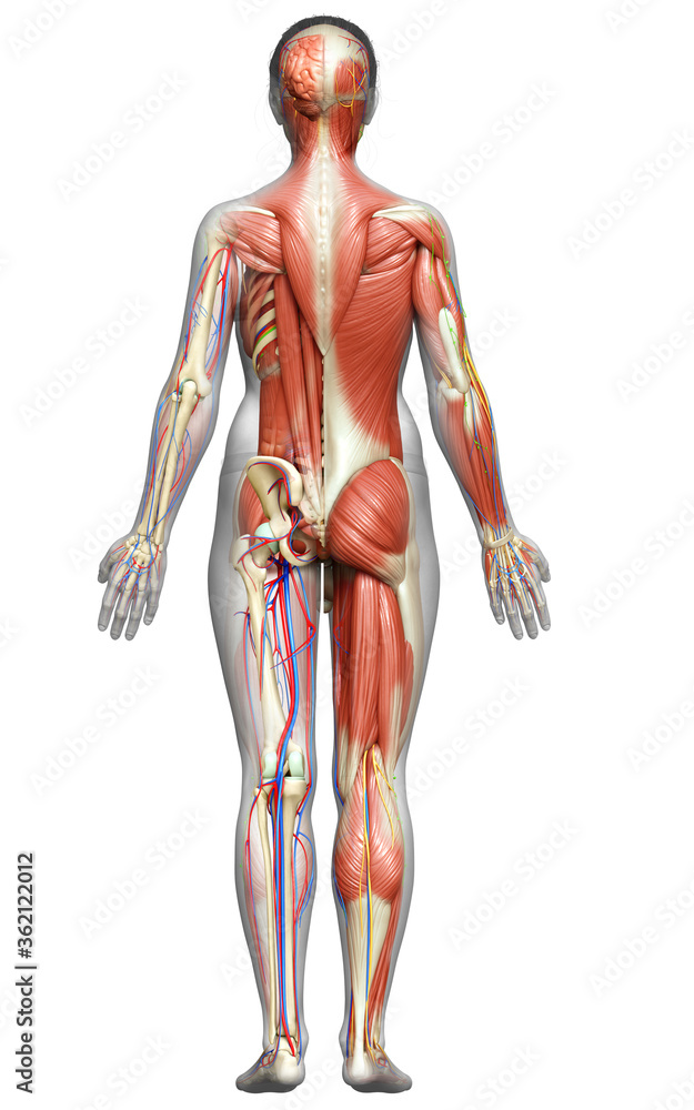 3d rendered medically accurate of the female anatomy 3d rendered medically accurate of the female anatomy