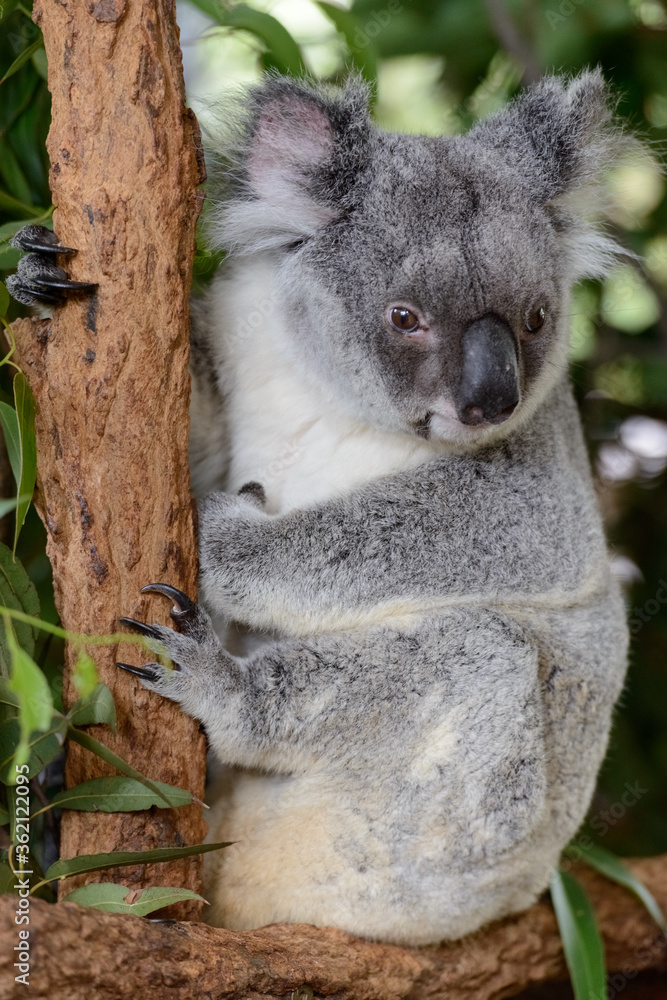 Naklejka premium Koala on the tree