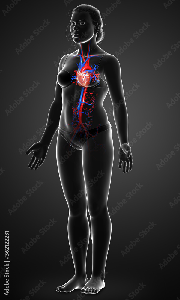 3d rendered medically accurate illustration of Female heart 3d rendered medically accurate illustration of Female heart