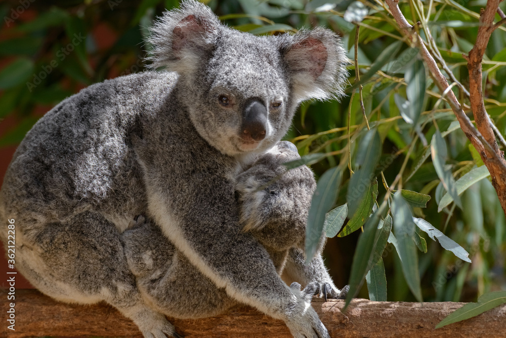Koala mum with a joey Koala mum with a joey
