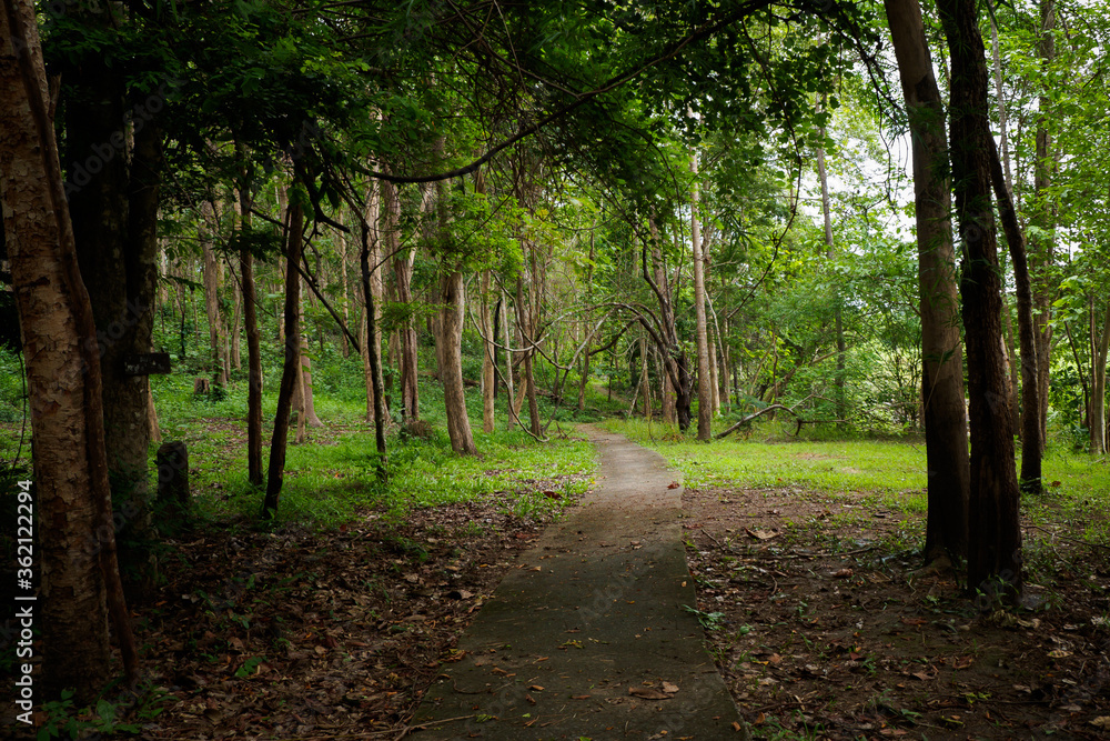 Pedestrian walk to explore the nature of green forest Pedestrian walk to explore the nature of green forest