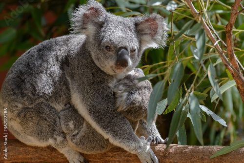 Koala mum with a joey