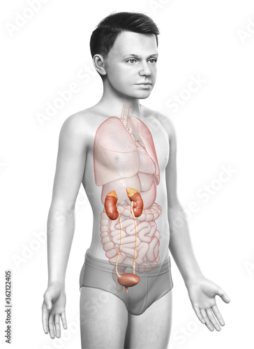 3d rendered, medically accurate illustration of the young boy kidneys anatomy photo