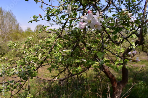 apple flowers in the orchard. blooming time in spring season