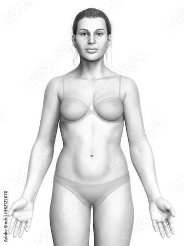 3d rendered illustration of the female body
