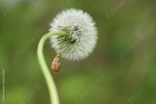 Dandelion flower on a green background