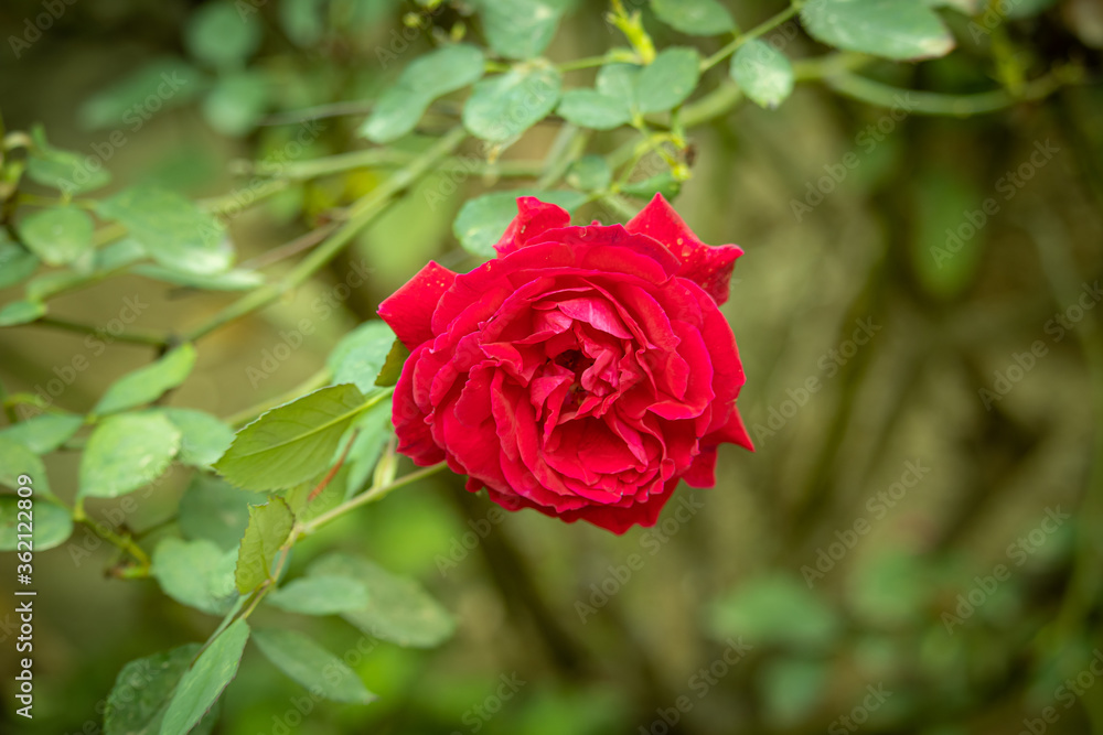 The red rose blossoms with its head facing the camera The red rose blossoms with its head facing the camera