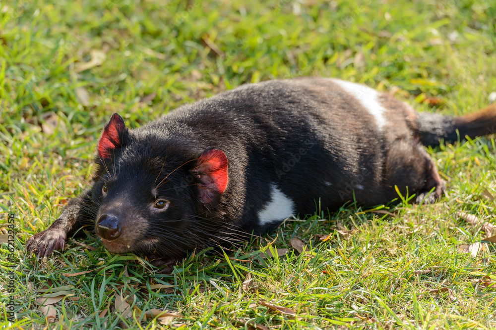 Fototapeta premium Resting Tasmanian devil