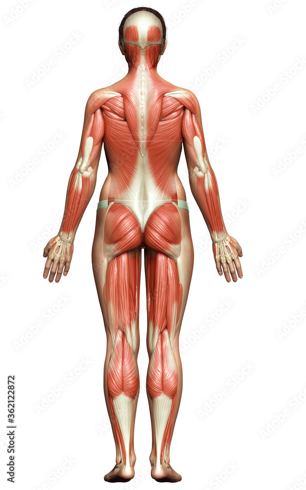 3d rendered medically accurate illustration of a female muscle system 3d rendered medically accurate illustration of a female muscle system